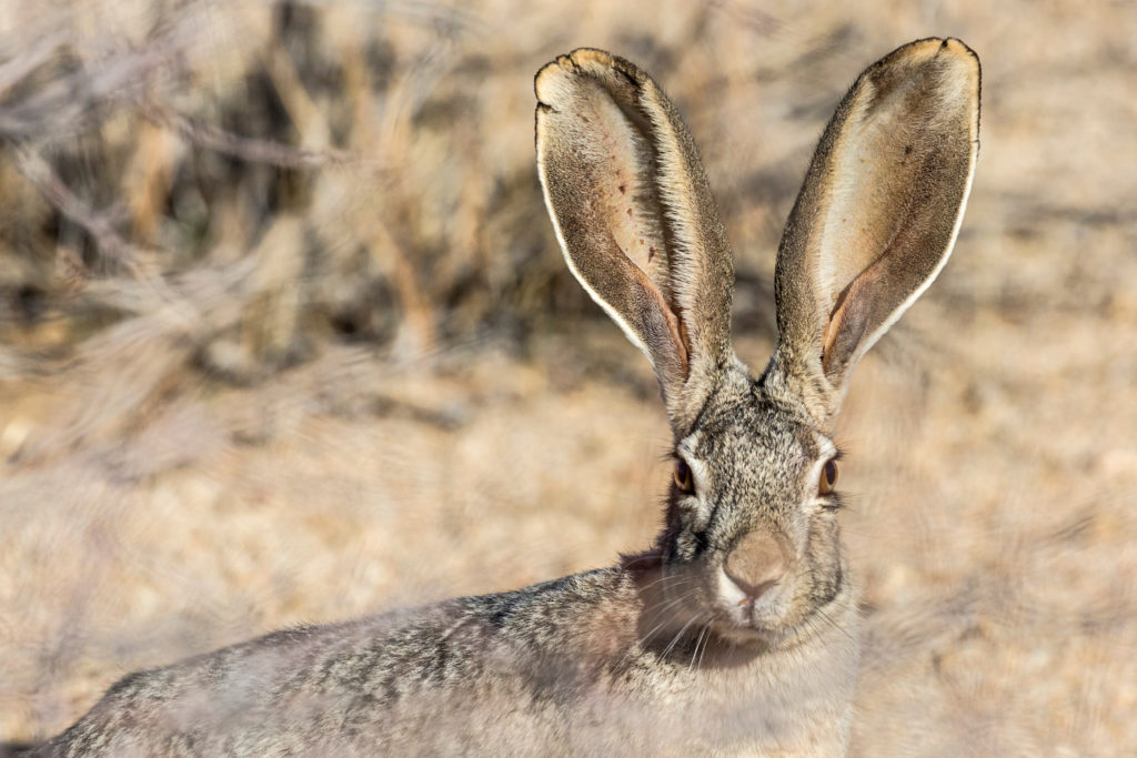 A black-tailed jackrabbit with its ears up. 