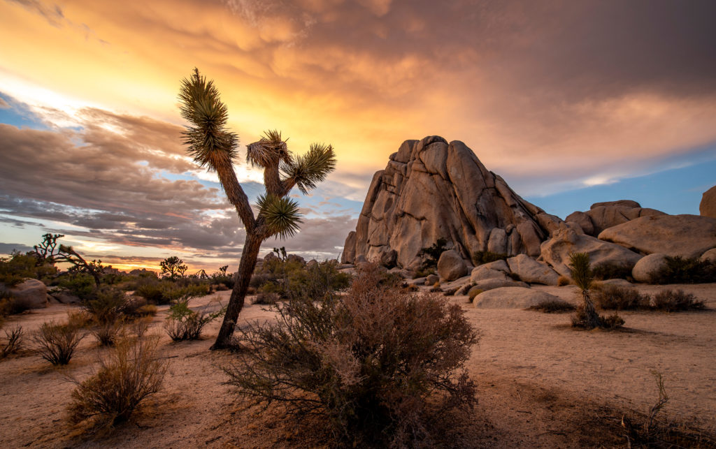 A rock formation and a tree at Joshua Tree National Park.