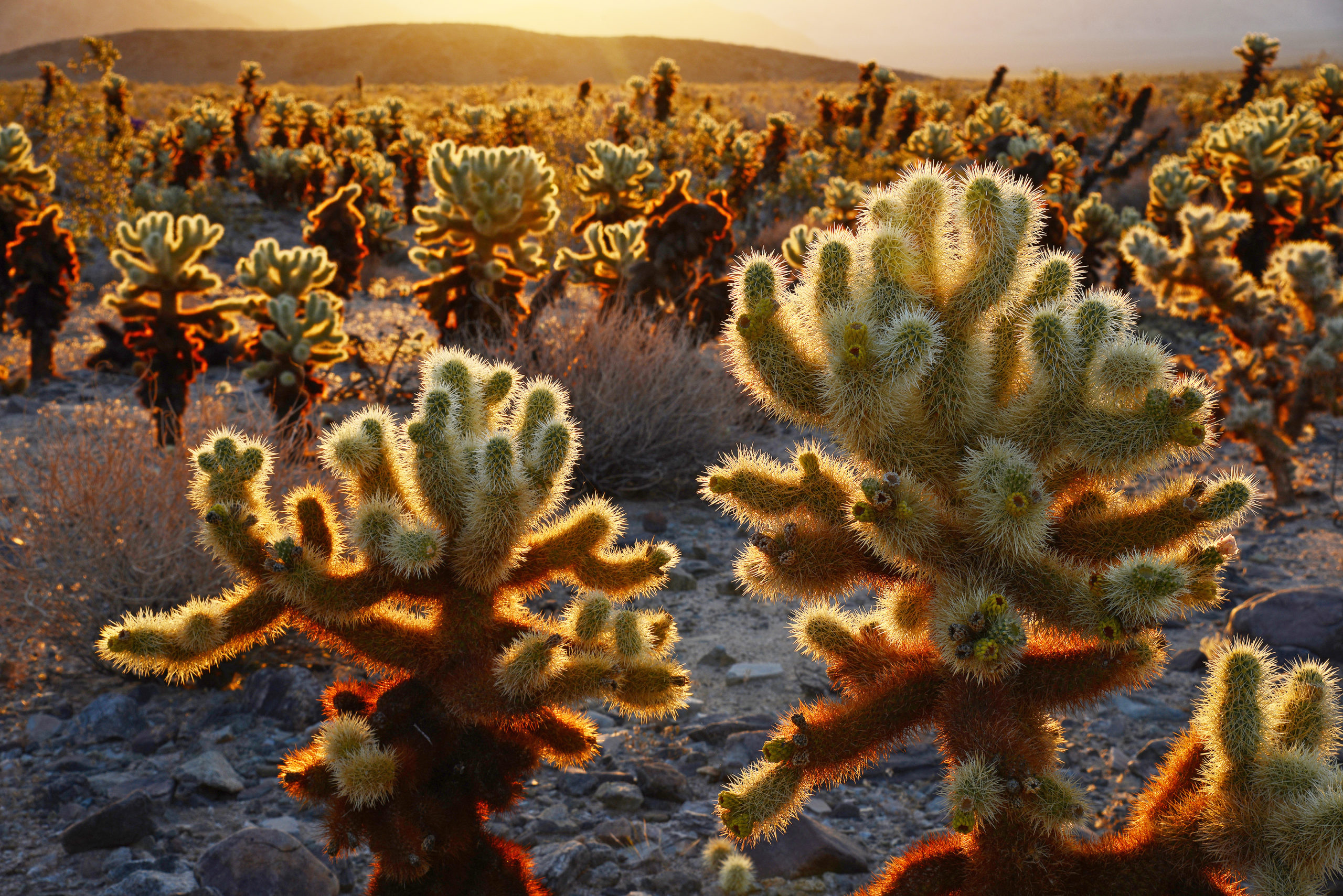 Cactuses at sunset in Joshua Tree National Park. 