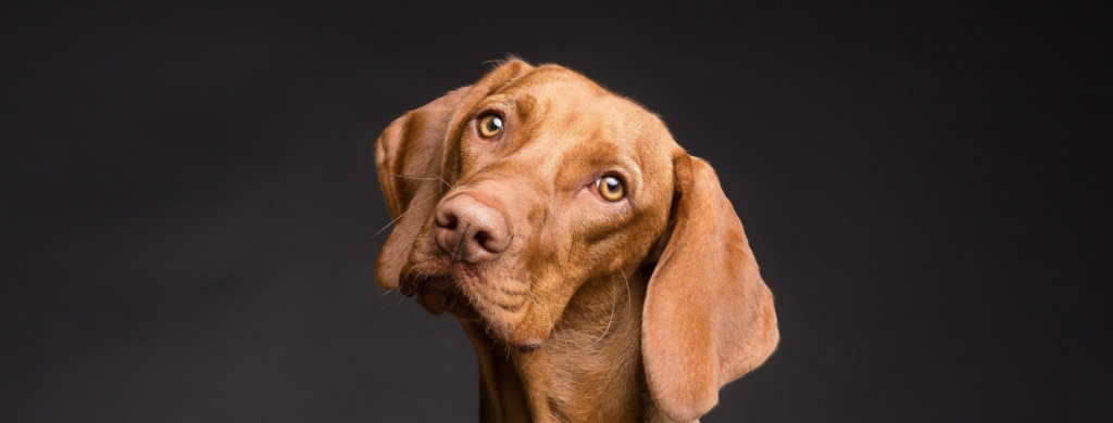 A portrait of a dog tilting its head against a dark background.