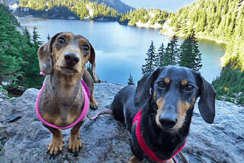 Two small dogs on a rock with mountains and a lake in the background.