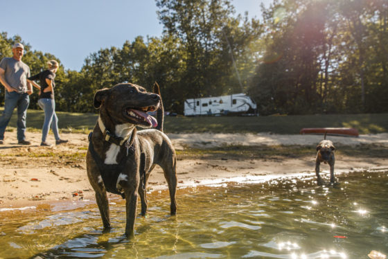 Two dogs stand in shallow water with an RV in the background under some trees.