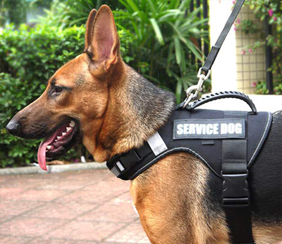 A service dog on a leash. 