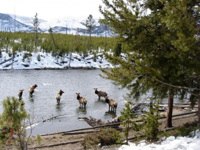 Cold weather camping in Yellowstone National Park